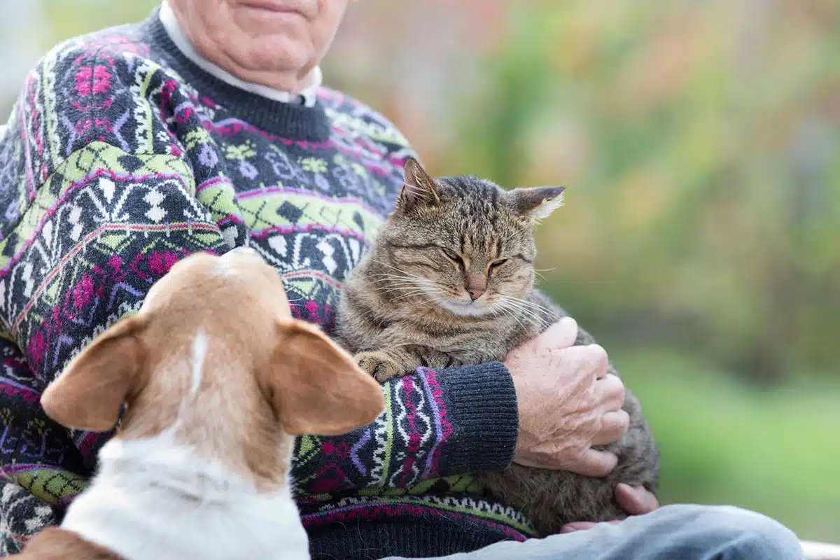 Un vieux monsieur assis avec son gros chat gris rayé dans ses bras le chat est jaloux du chien marron